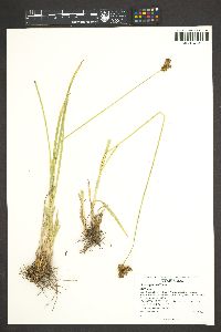 Carex egglestonii image