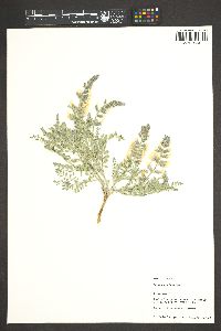 Sophora nuttalliana image