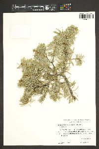 Abies concolor image