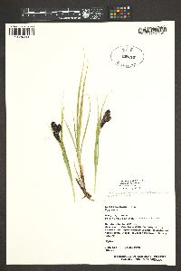 Carex chalciolepis image