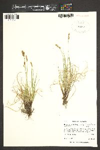 Carex inops subsp. heliophila image