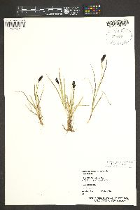 Carex chalciolepis image