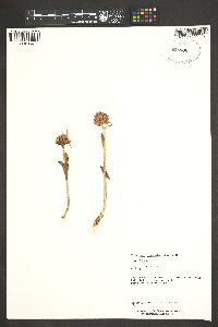 Rhodiola rhodantha image