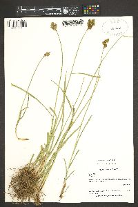 Carex egglestonii image