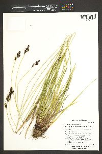 Carex heteroneura image