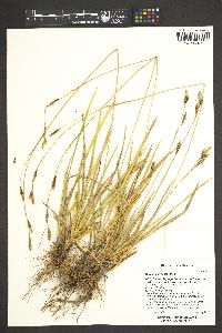 Carex fissuricola image