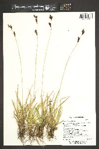 Carex fissuricola image