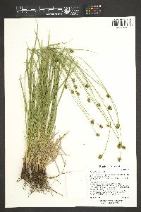 Carex hoodii image