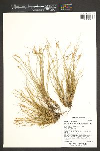 Juncus parryi image