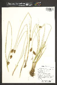 Carex multicostata image