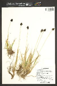 Carex nelsonii image