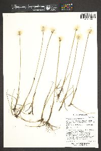 Eriophorum scheuchzeri image