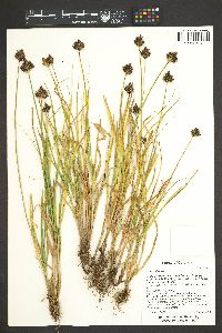 Carex ebenea image