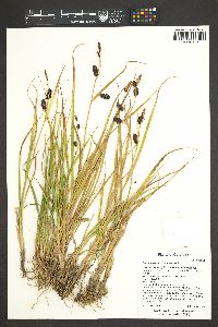 Carex saxatilis image