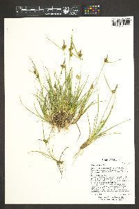 Carex viridula image