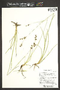 Juncus longistylis image