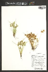 Cyperus squarrosus image