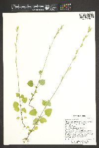 Carminatia tenuiflora image