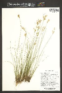 Juncus interior image