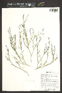 Stillingia linearifolia image