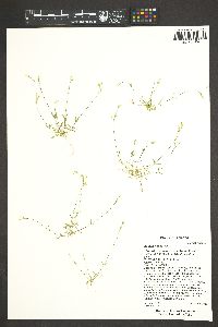 Stellaria nitens image