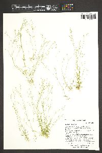 Stellaria nitens image