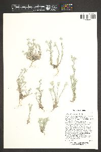 Logfia filaginoides image