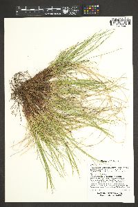 Carex rossii image