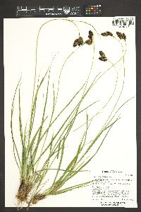 Carex chalciolepis image