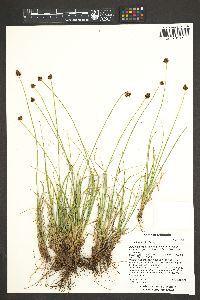 Carex illota image