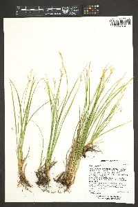 Carex geyeri image