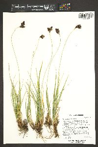 Carex chalciolepis image