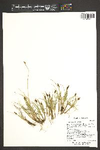 Carex lachenalii image