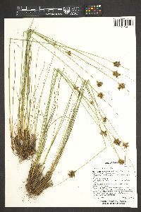 Juncus confusus image