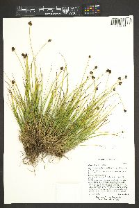 Carex illota image