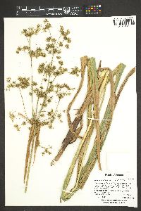 Scirpus microcarpus image