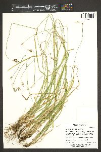 Carex leptopoda image