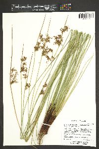 Juncus effusus subsp. pacificus image