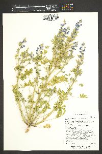 Lupinus arizonicus image