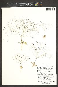 Eriogonum thomasii image