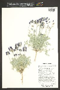 Astragalus calycosus image
