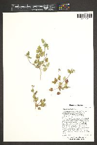 Erodium texanum image