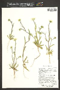 Layia glandulosa image