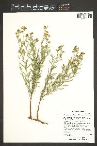 Comandra umbellata subsp. umbellata image