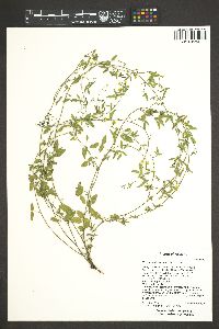 Rhynchosia senna image