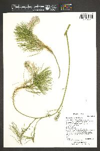 Thelypodium wrightii image