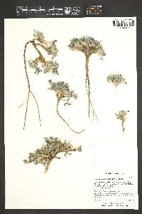 Astragalus striatiflorus image