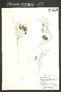 Astragalus ceramicus image