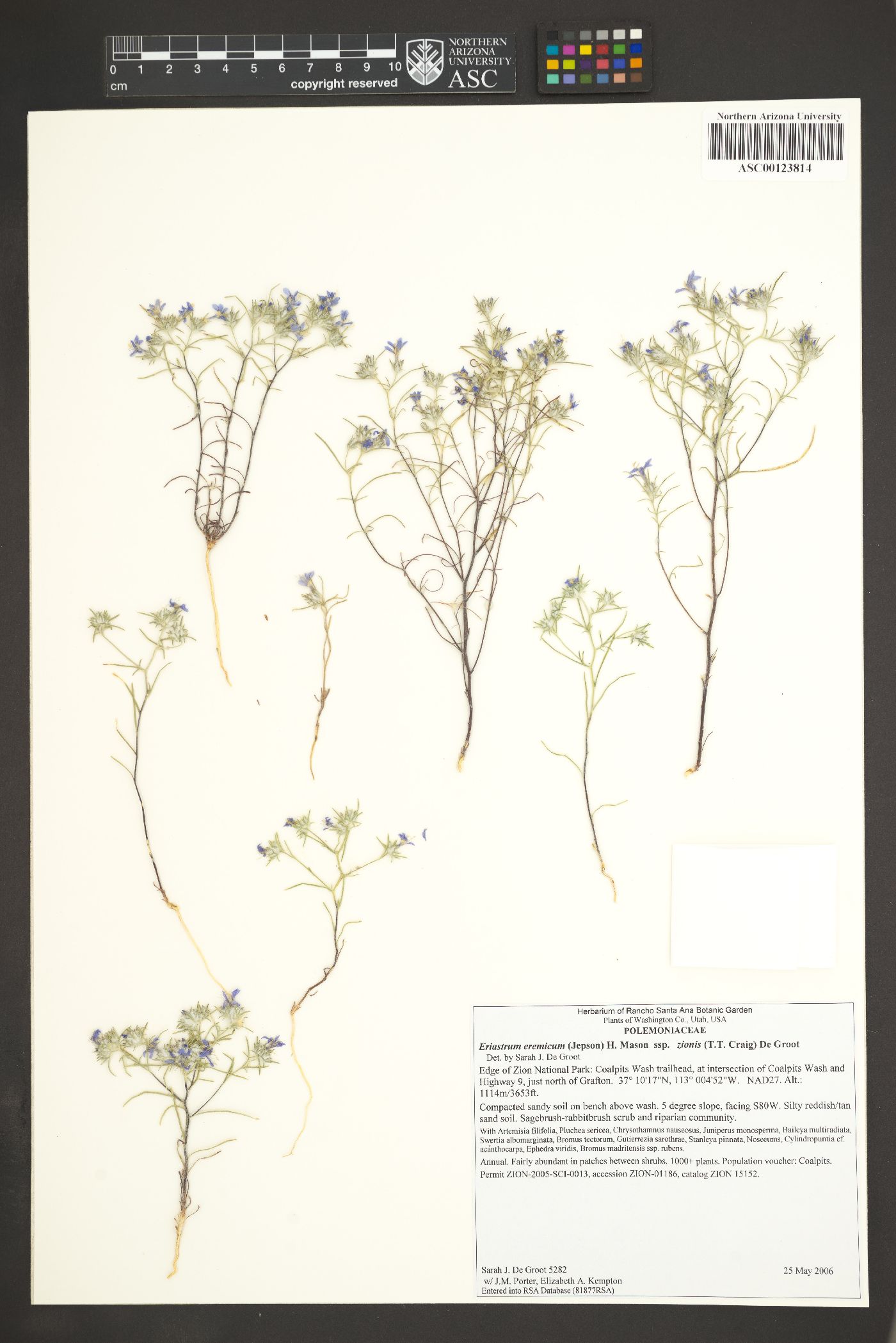 Eriastrum eremicum var. zionis image