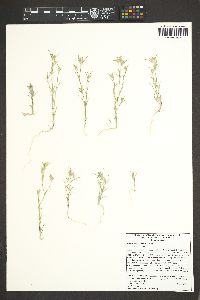 Eriastrum signatum image